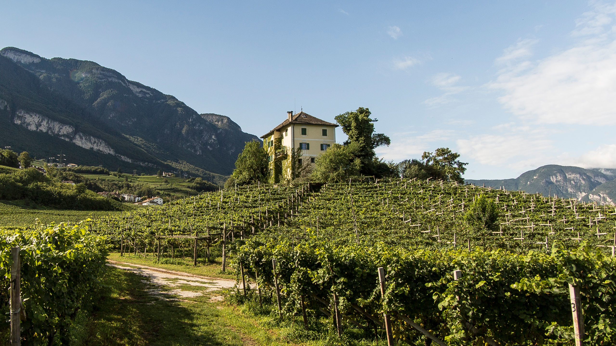 Felix Anton, Bianco Dolomiti, BIO IGT